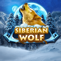 Siberian Wolf